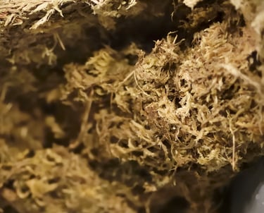 Sphagnum moss