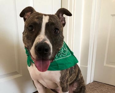 a dog sitting on the floor with a green bandannaise around it