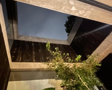 a plant in a potted on a table