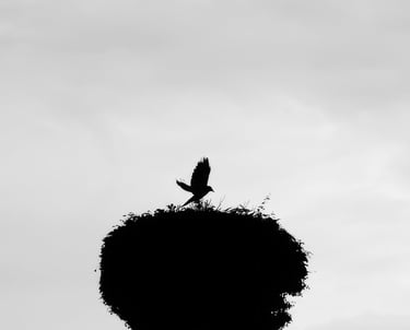 Benoît Daniel-Pham, documentary, street photography, Leica