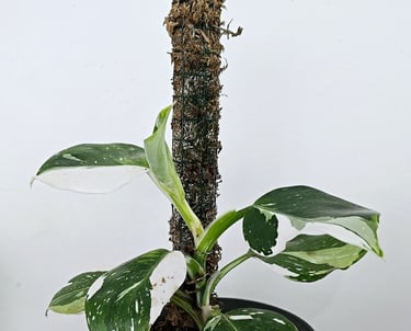 Philodendron on a DIY sphagnum moss pole