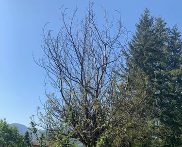 Walnut tree removing dead branches limbs Eagle bay