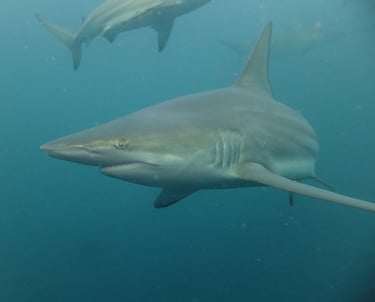 Oceanic black tips on a baited shark dive, Aliwal Shoal, Umkomaas, South Africa