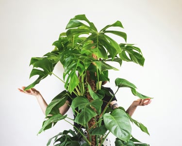 Monstera Deliciosa on moss pole
