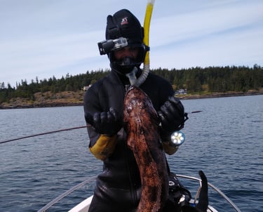 lingcod I speared