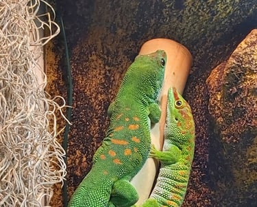 Phelsuma grandis