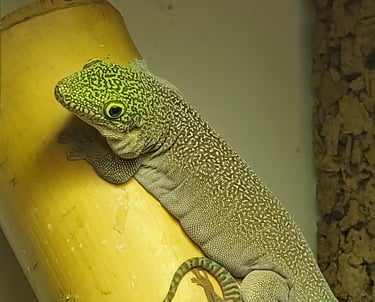 Phelsuma standingi