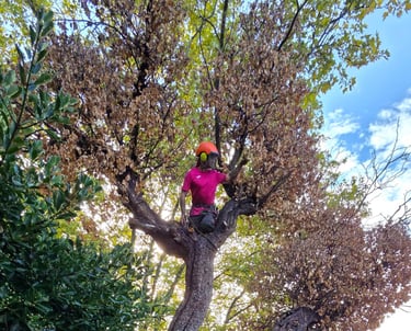 Arbre