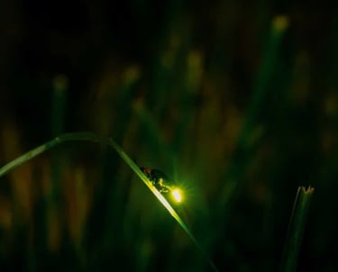 Firefly watching Puerto Princesa Palawan