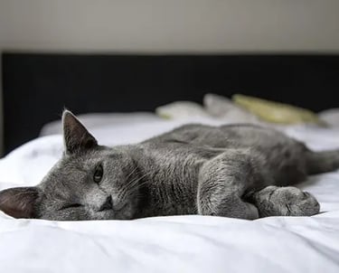 Un chat gris faisant la sieste sur le lit familial, en toute détente - KittySitterMarrakech