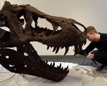 Photogrammetry equipment being used to scan a replica of a T-Rex skull