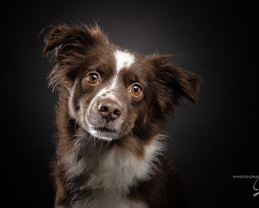 brown white dog looking soulful