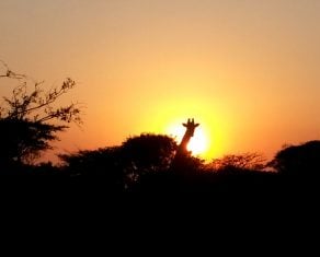 Giraffe at Albizia self catering tented camp bordering Phinda in Hluhluwe