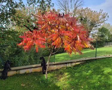L'automne est là 