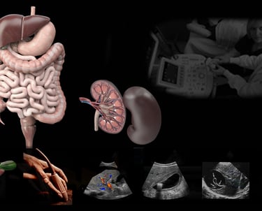 Abdominal anatomy survey during ultrasound training.
