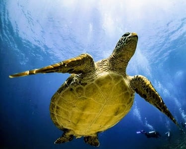 Turtle is often found easy in Gili Island