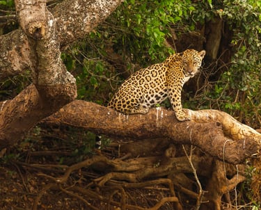 Jaguar Siting on the tree