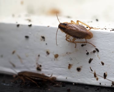 Traitement cafard à Valence dans la Drôme