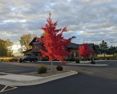 a red tree in a parking lot with a truck parked in front of it