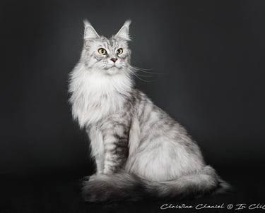 Maine Coon à lélevage Des Rives De Riss