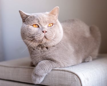 TICA-registered British Shorthair stud Abricot with a rare solid fawn coat