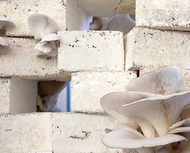 a cluster of mushrooms growing from a brick wall