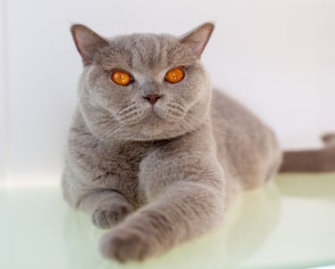 British Shorthair Lilac