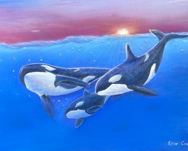 Pod of Orcas or Killer Whales drawn in Pastel 