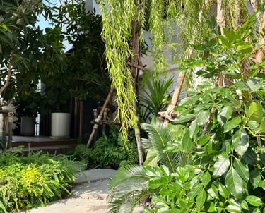Front yard with tropical plants