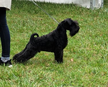 Vintus, meilleur Puppy expo de Dijon 