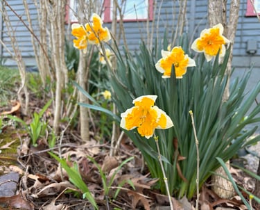 Daffodils at Mallow Rose Cottage garden, March 2024