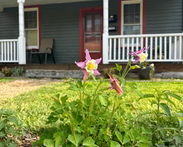 Columbine at Mallow Rose Cottage, Spring 2024