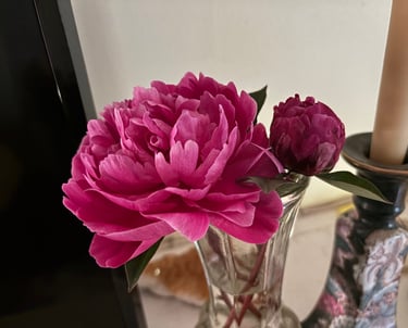 Red Sarah Bernhardt Peony at Mallow Rose Cottage, Spring 2024