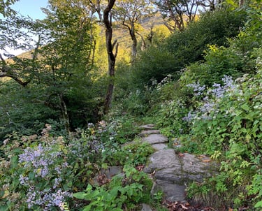 A stone pathway through wildflowers in Craggy Gardens September 2022