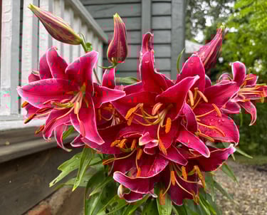 Oriental Lilies at Mallow Rose Cottage, Summer 2024