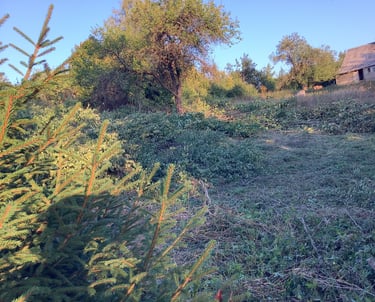 Apleisto sklypo tvarkymas – užžėlęs sklypas su savaimine augmenija ir aukšta žole