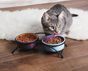 Un chat en train de se lécher les babines en mangeant sa gamelle - KittySitterMarrakech