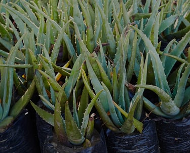 plants aloe vera