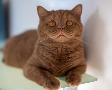 British Shorthair Cinnamon