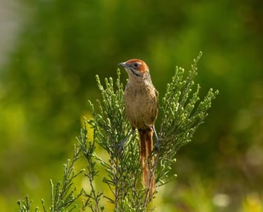 bird life in the fynbos