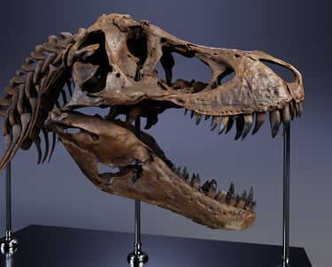 3D model of a T-Rex skull