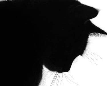 The silhouette of a black cat