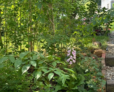 Little Bunny Foo Foo at Mallow Rose Cottage, Summer 2024