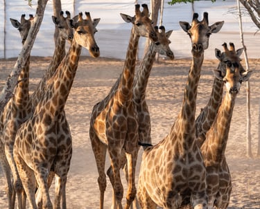 8 giraffe inside a boma about to be released into the wild
