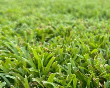 Cesped Natural Costa del Sol