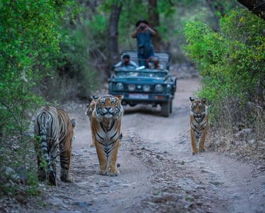 ranthambore