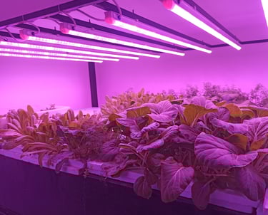 Grow Light