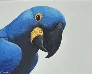 Hyacinth Macaw Original drawn in Pastels