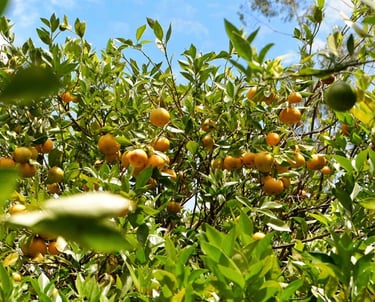 kebun jeruk di pangalengan