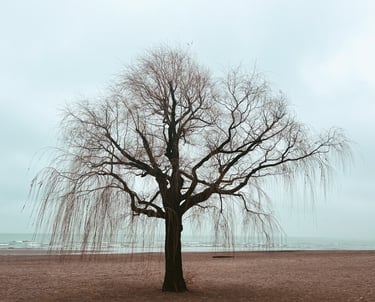 A bare willow tree on a sandy lakeshore under a soft, overcast sky, evoking a sense of calm, solitude, and natural beauty.